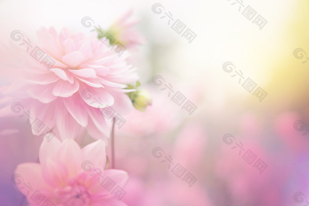 柔美花卉背景图片