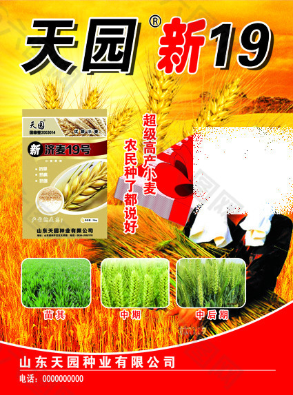 小麦麦种种子