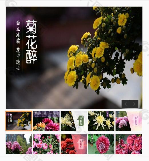 菊花品种介绍PPT模板