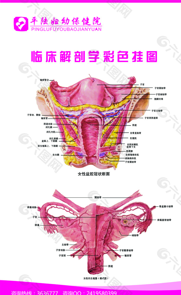 妇科诊室挂图图片