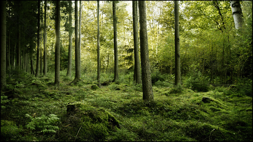 森林背景图片素材背景素材免费下载 图片编号 六图网