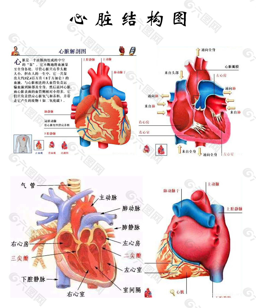 生物心脏结构图知识点图片