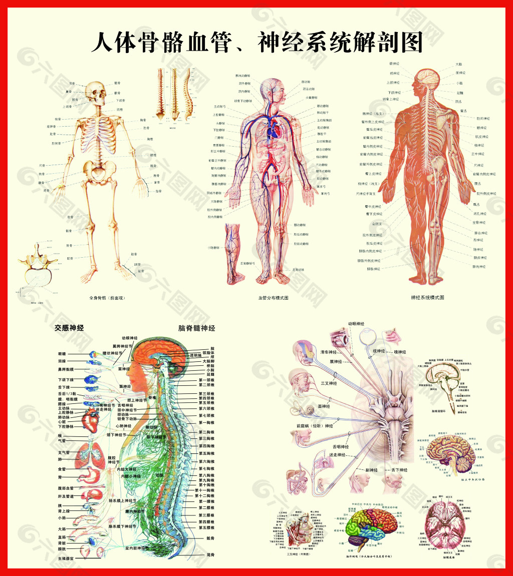 人体骨骼血管神经系统解剖挂图