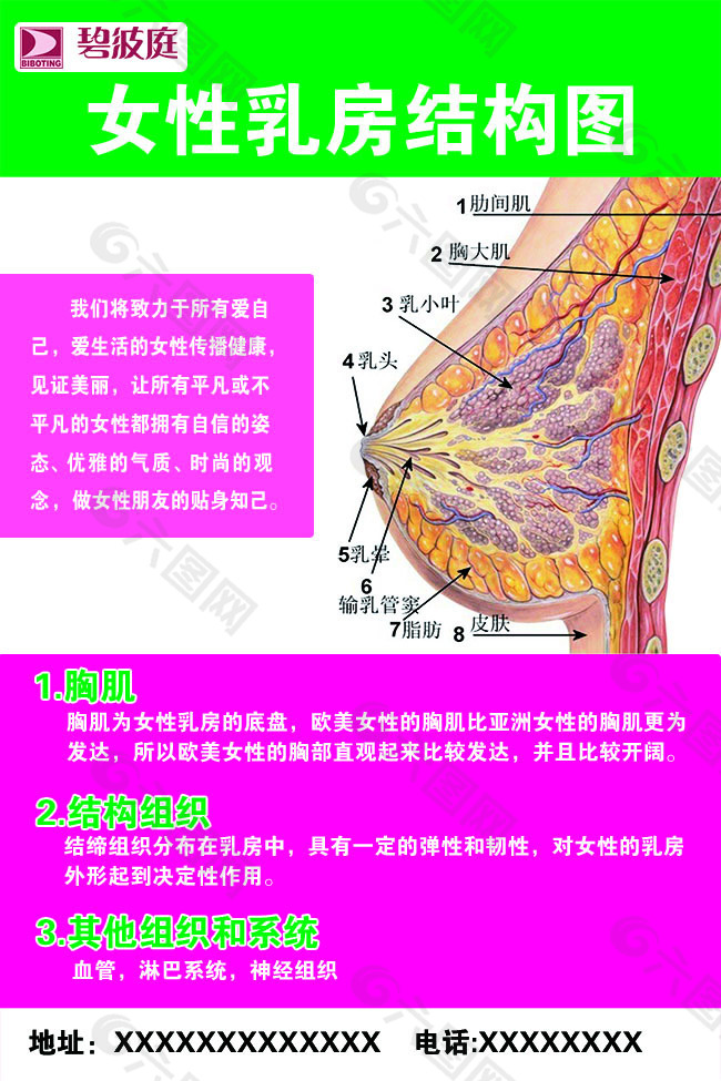 乳房结构图