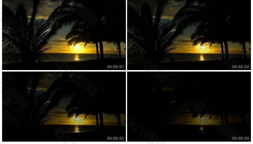 夕阳海岸椰树实拍视频