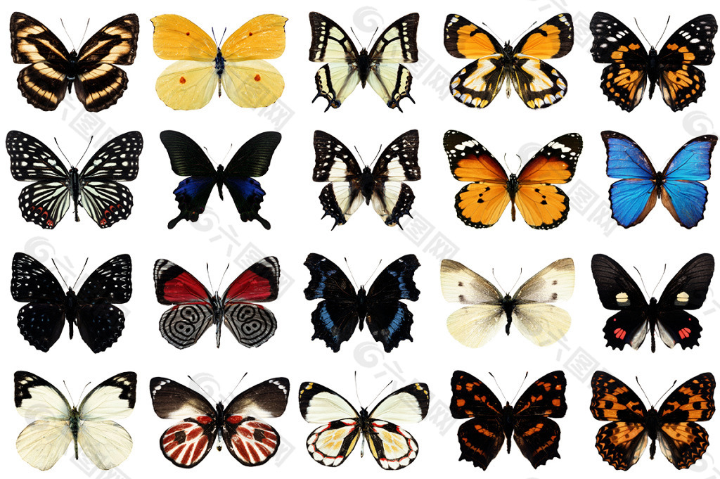 20种ps格式蝴蝶平面图