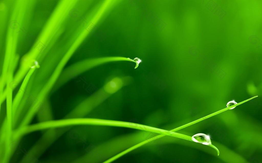 绿色露珠鲜草背景素材图
