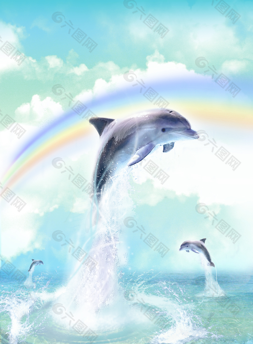 海豚图片唯美手机壁纸图片