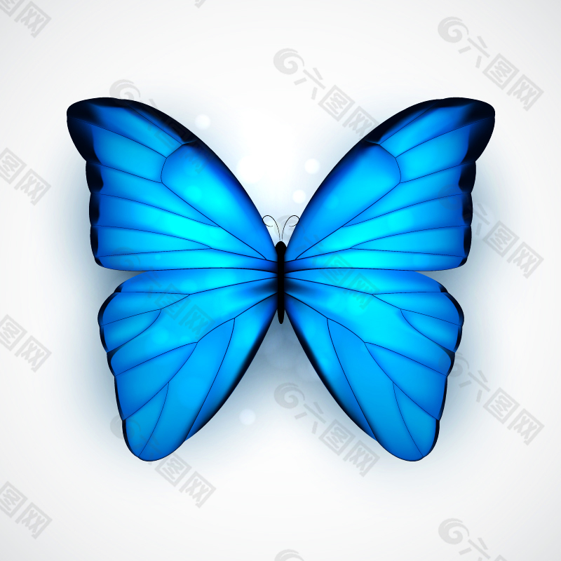 美丽蓝色蝴蝶设计元素素材免费下载 图片编号 六图网