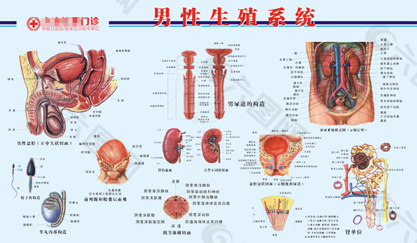 男科解剖图 医疗广告 VI 院内 海报