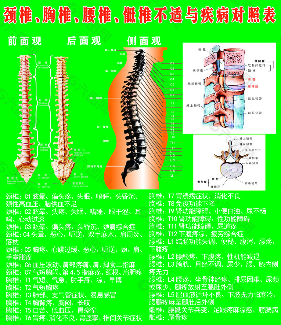 脊椎对照表