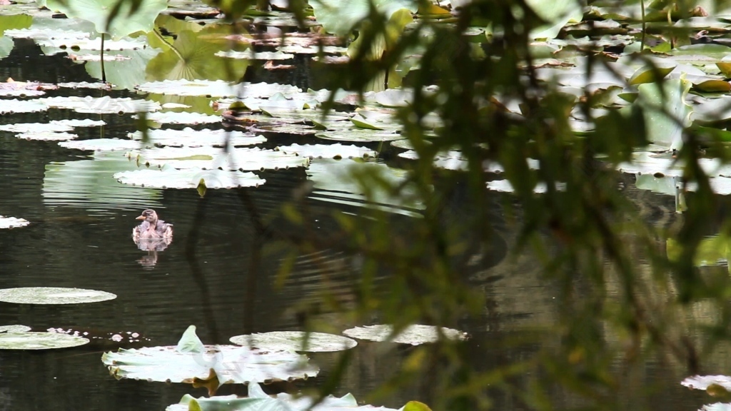 野鸭子在荷塘中自由戏水
