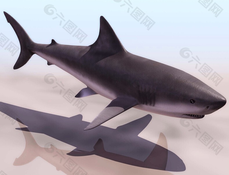 鲨鱼 虎鲨 鱼类模型简约布线
