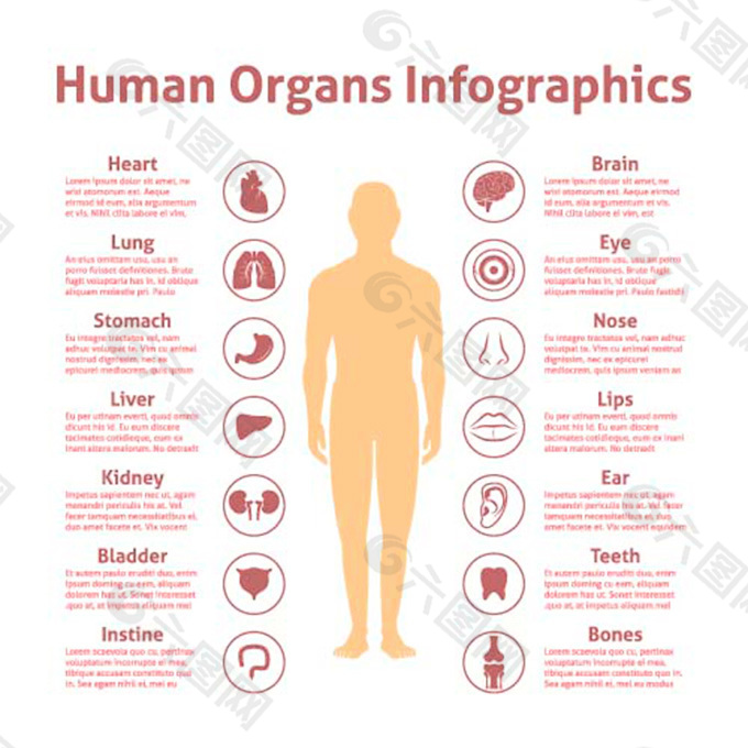 人体部位图片 人体部位素材 人体部位模板免费下载 六图网