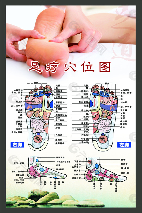 足疗穴位图