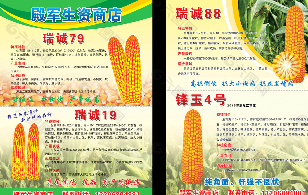 豫禾512玉米简介图片