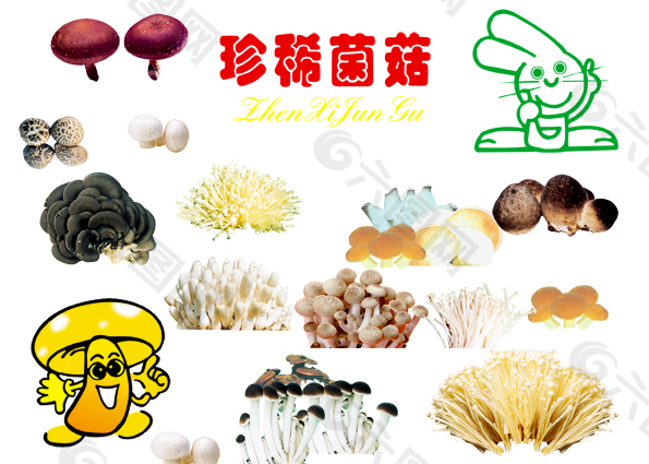 珍稀菌菇