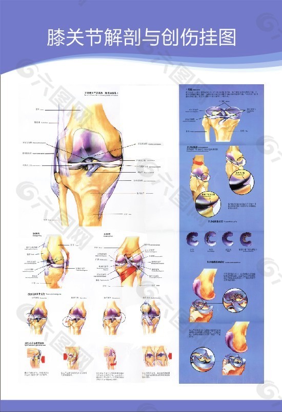 膝关节解剖与创伤挂图