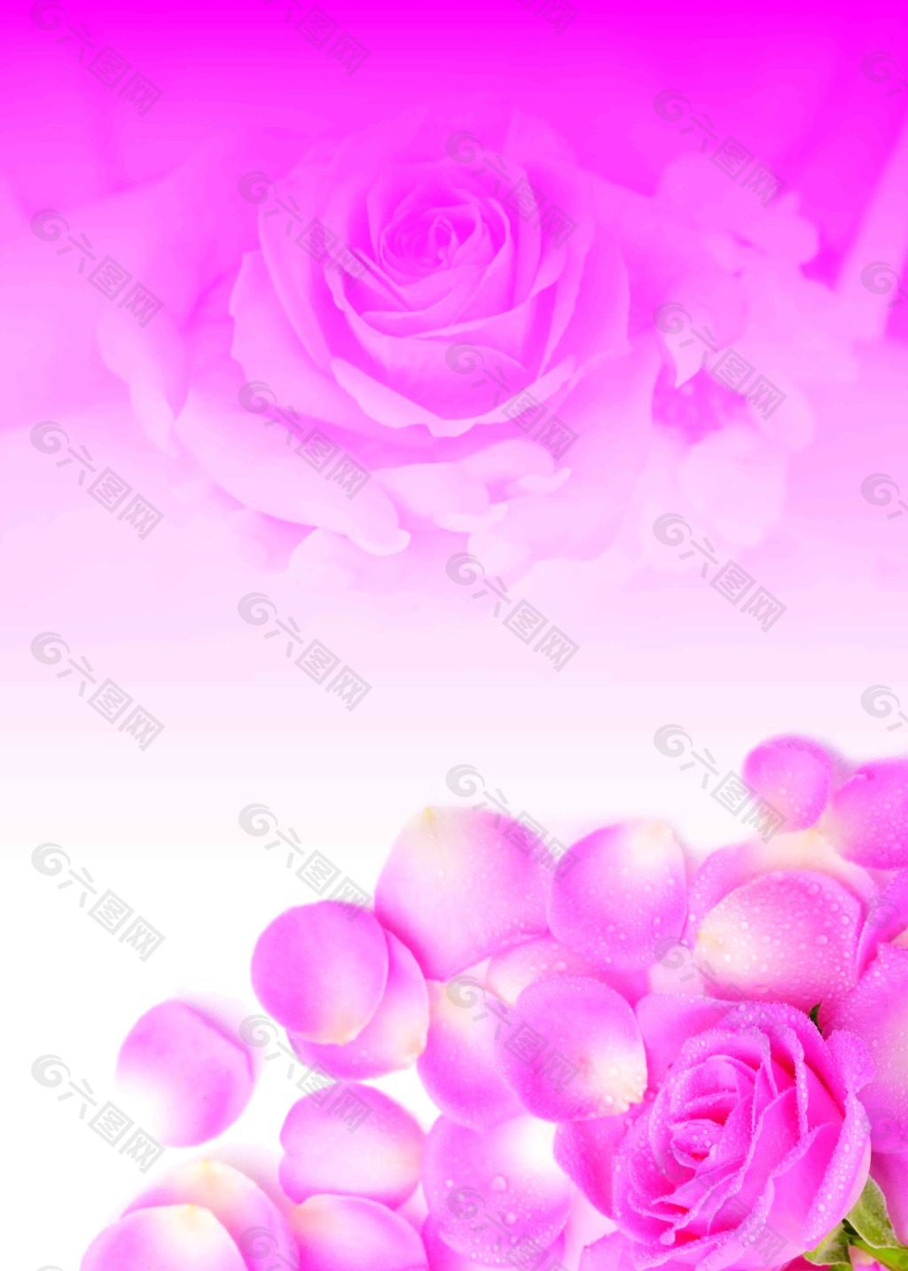 玫瑰花 粉色玫瑰 玫瑰花瓣 玫瑰海报