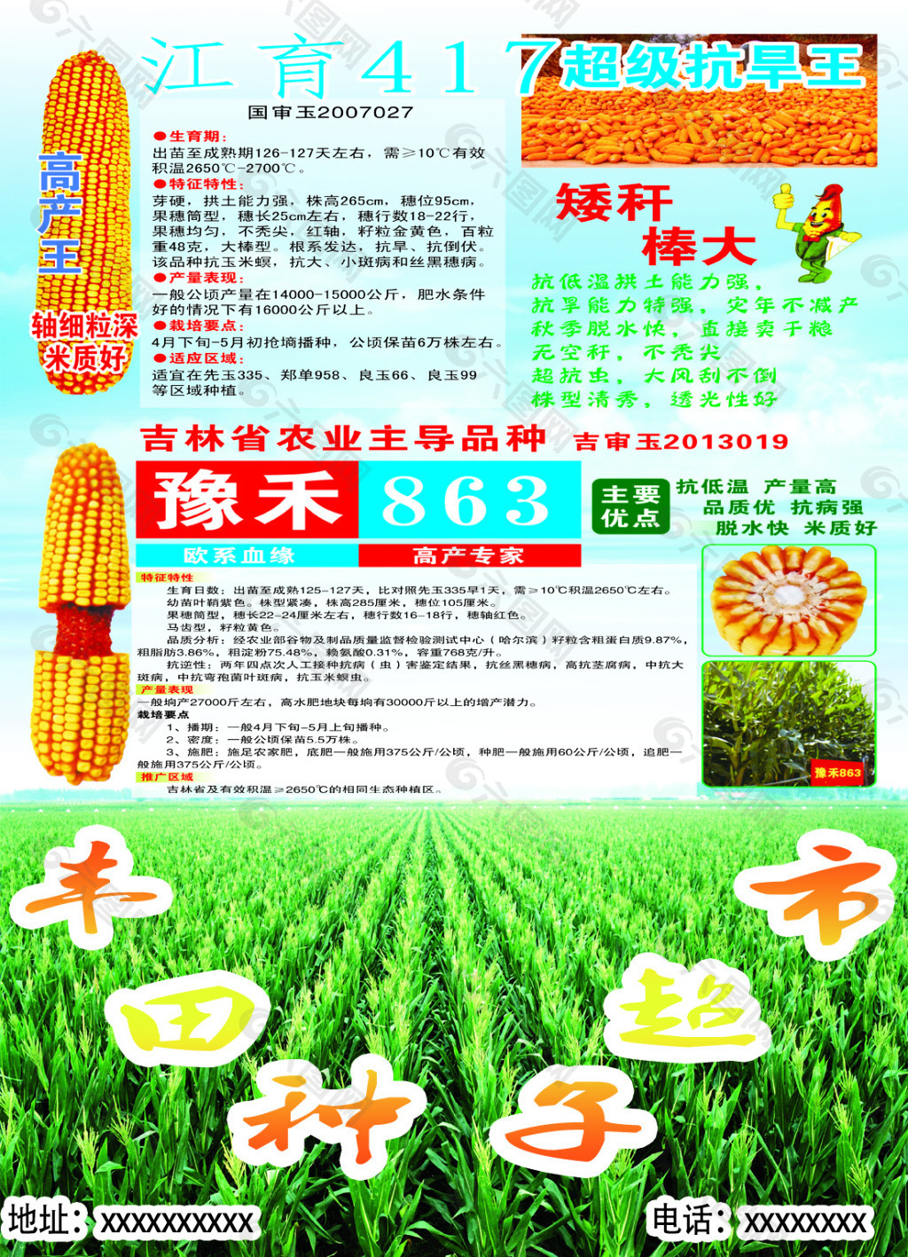 玉米种子宣传单图片图片