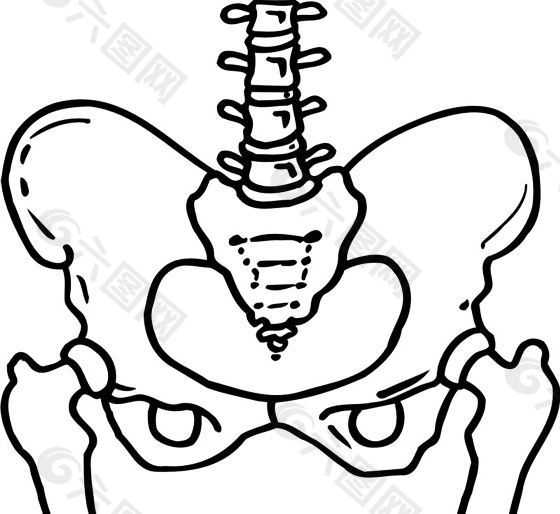 人体骨骼 结构模型 矢量素材 eps格式_0036