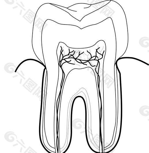 假牙 牙齿 医用模型 矢量素材 EPS_0050