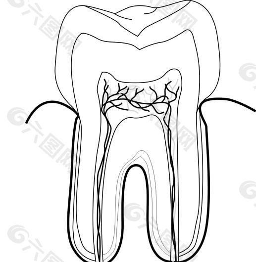 牙齿结构图简笔画图片