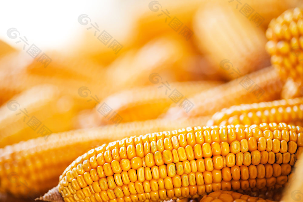 玉米背景图片大全图片