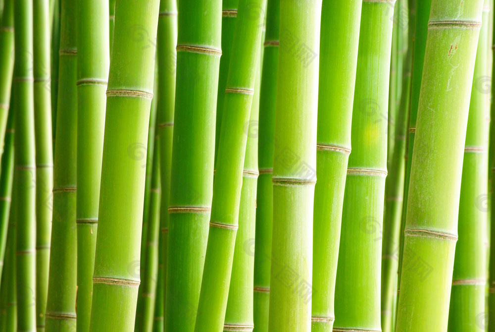 绿竹背景背景素材免费下载 图片编号 六图网