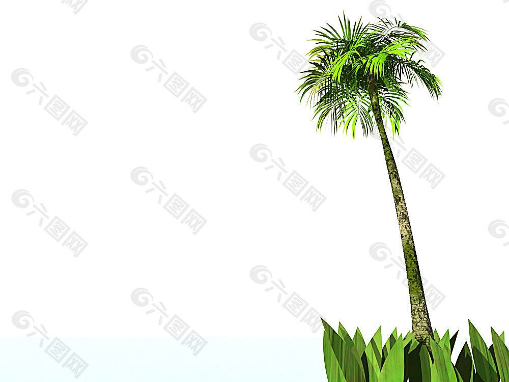 椰树背景