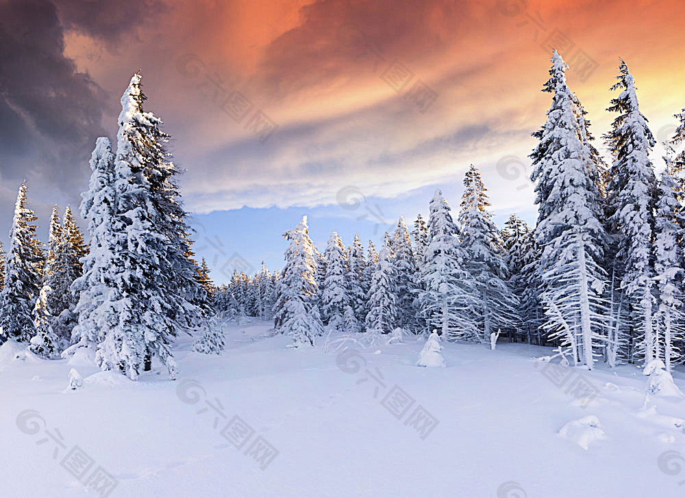 美丽树林雪景背景