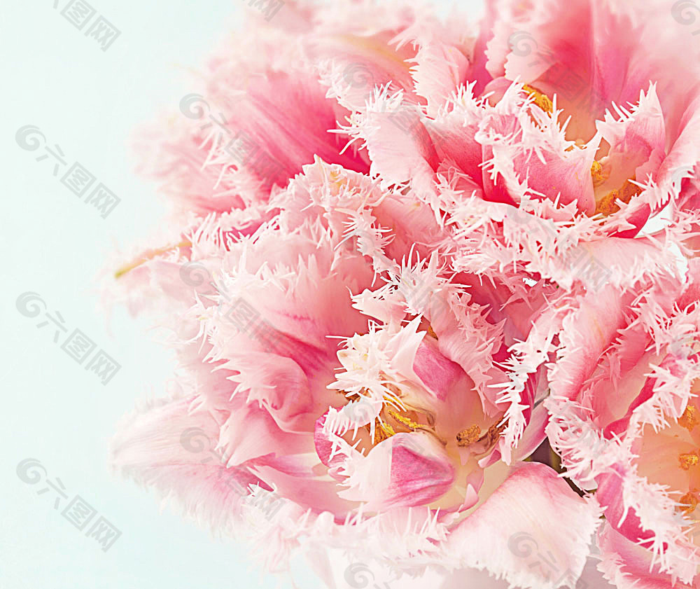 粉红色花朵背景