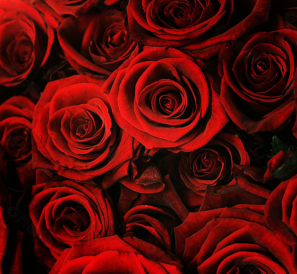 玫瑰花背景背景素材免费下载 图片编号 六图网