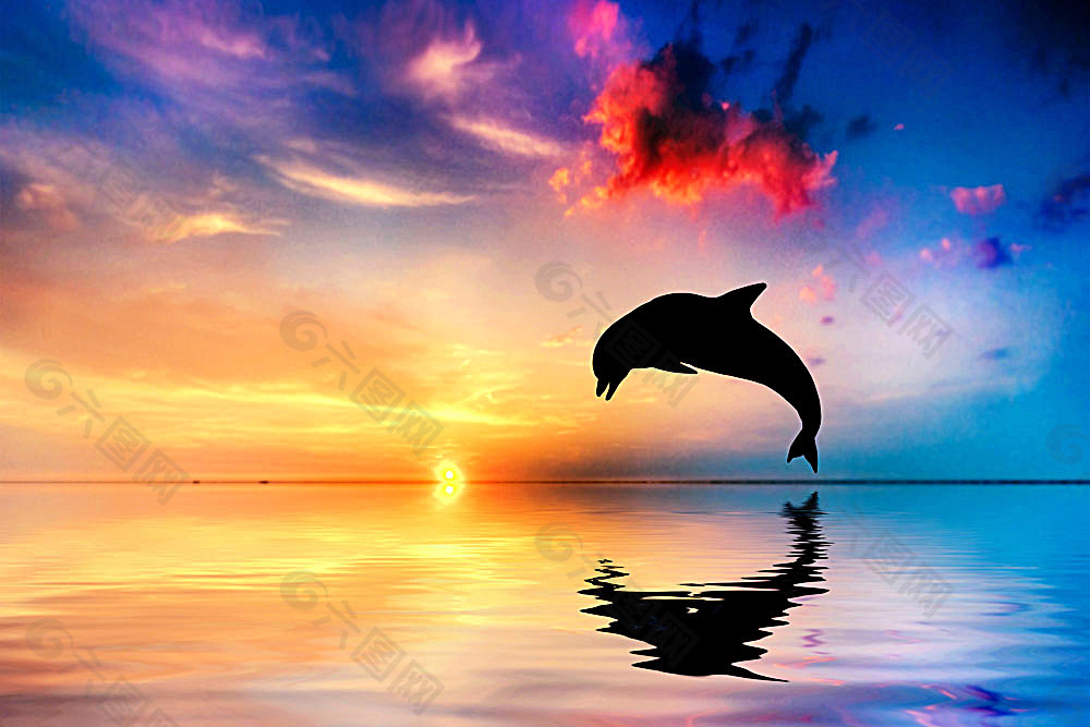 海面上跳跃的海豚