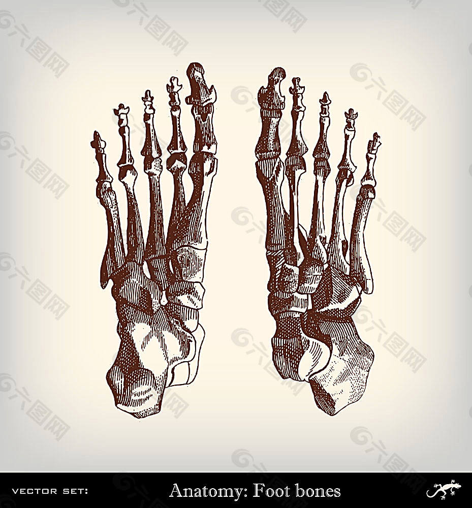 脚掌骨骼结构