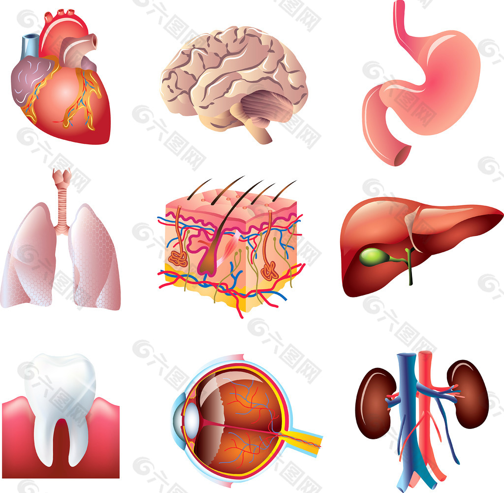 矢量人体器官