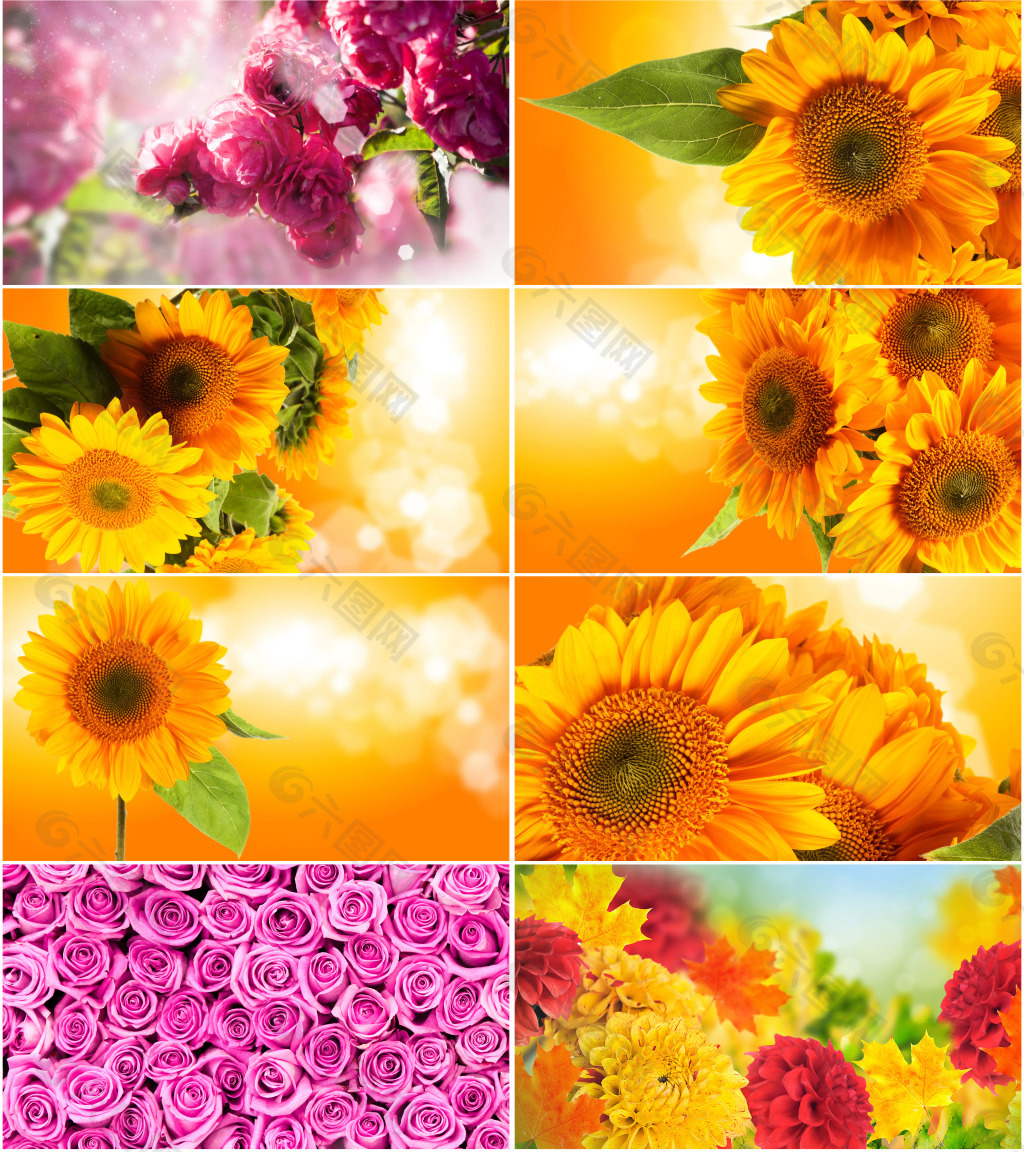 太阳花背景背景素材免费下载 图片编号 六图网