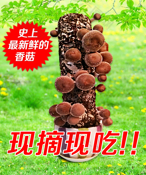 绿色植物 新鲜香菇  DIY香菇