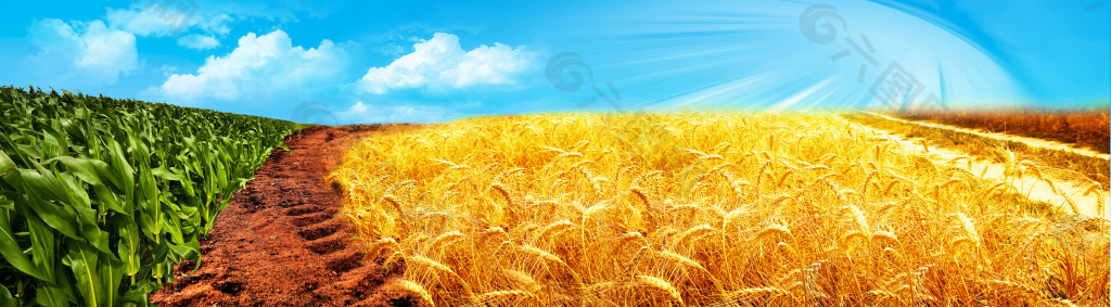 小麦地玉米地组合