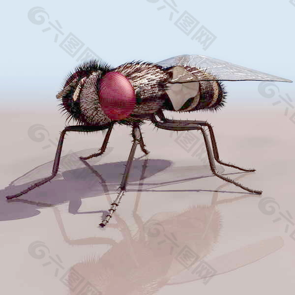 动物昆虫3d模型动植物模型素材