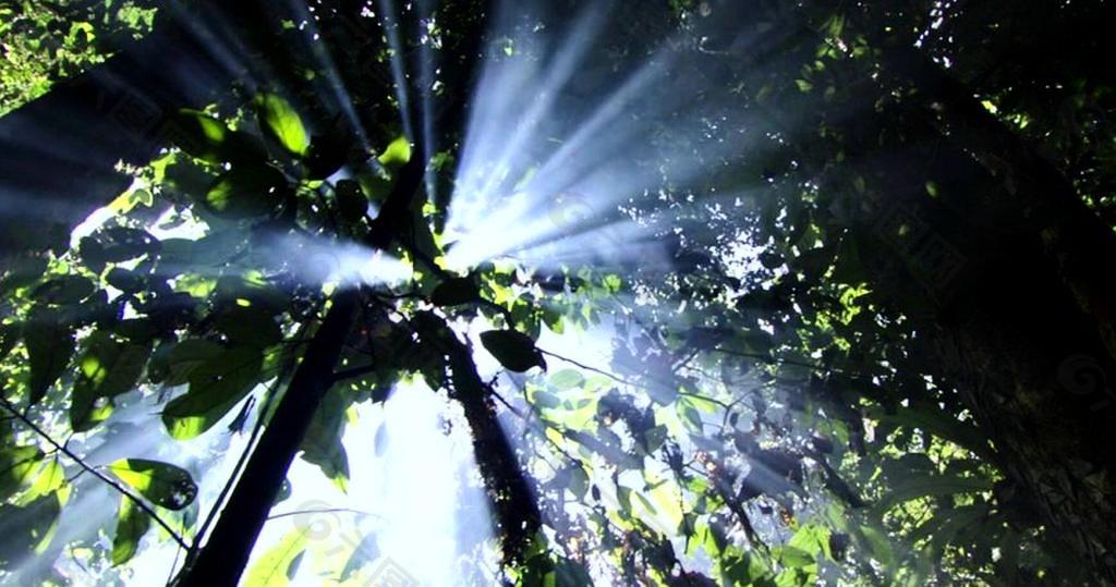 阳光森林视频素材