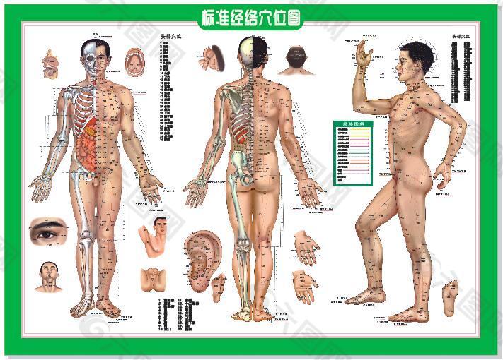 人体经络网 矢量字体