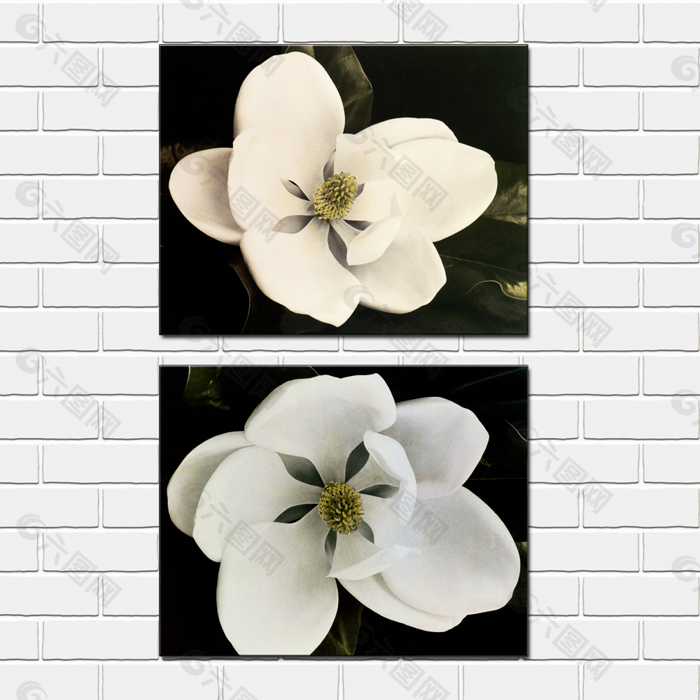 高雅白色花朵