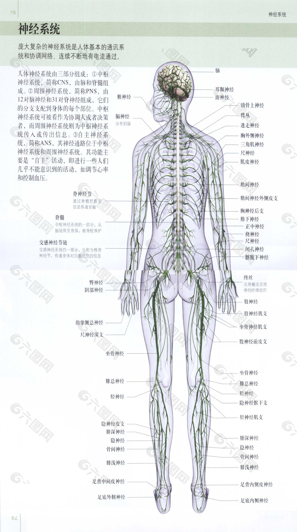 人体解剖平面广告素材免费下载 图片编号 六图网