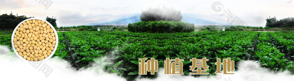 黄豆种植基地PSD素材