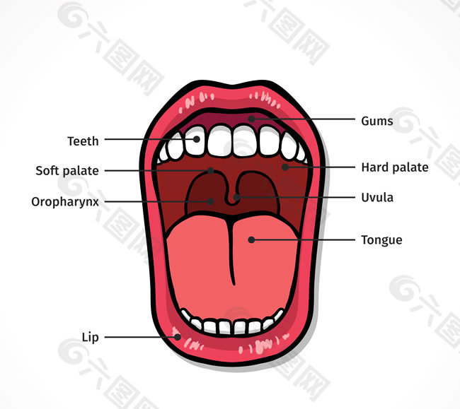 口腔结构图矢量素材