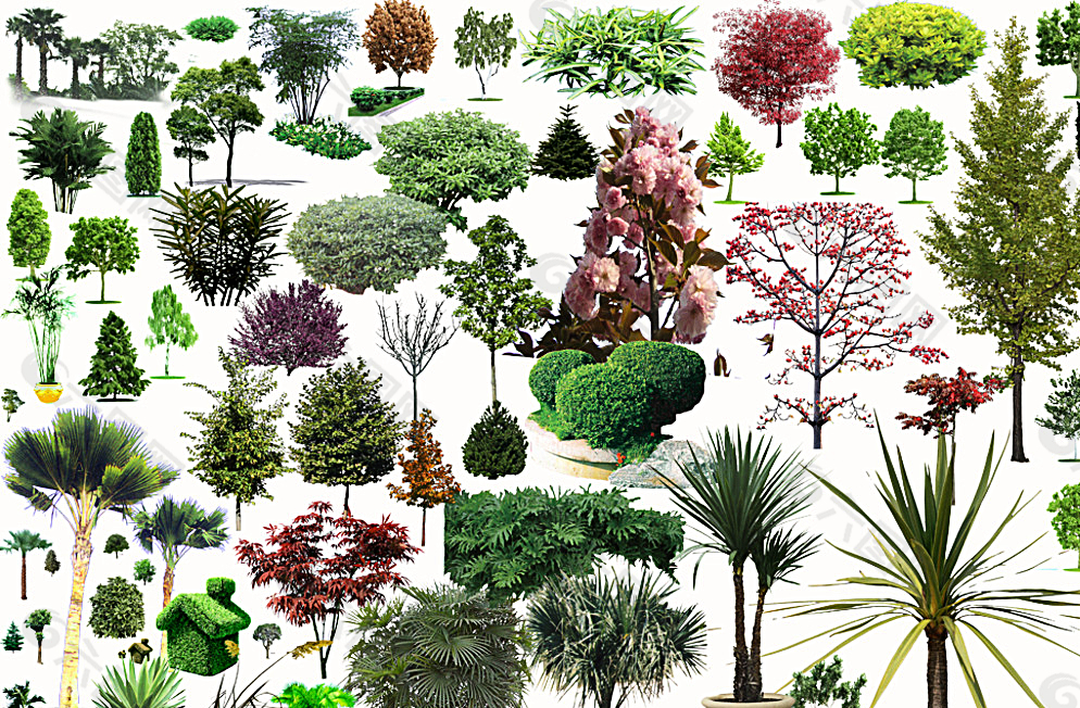 园林景观素材 植物素材图片