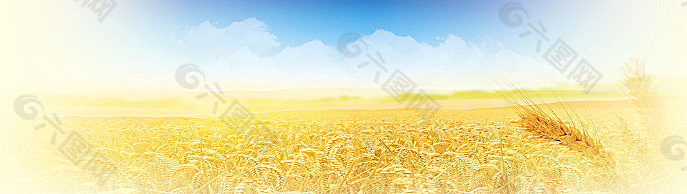蓝天稻田背景图片