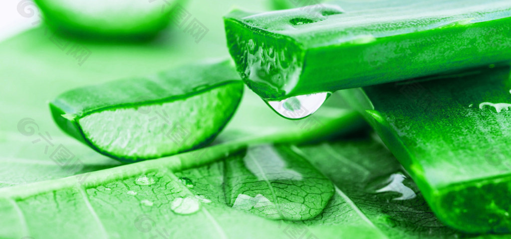 芦荟文艺背景图