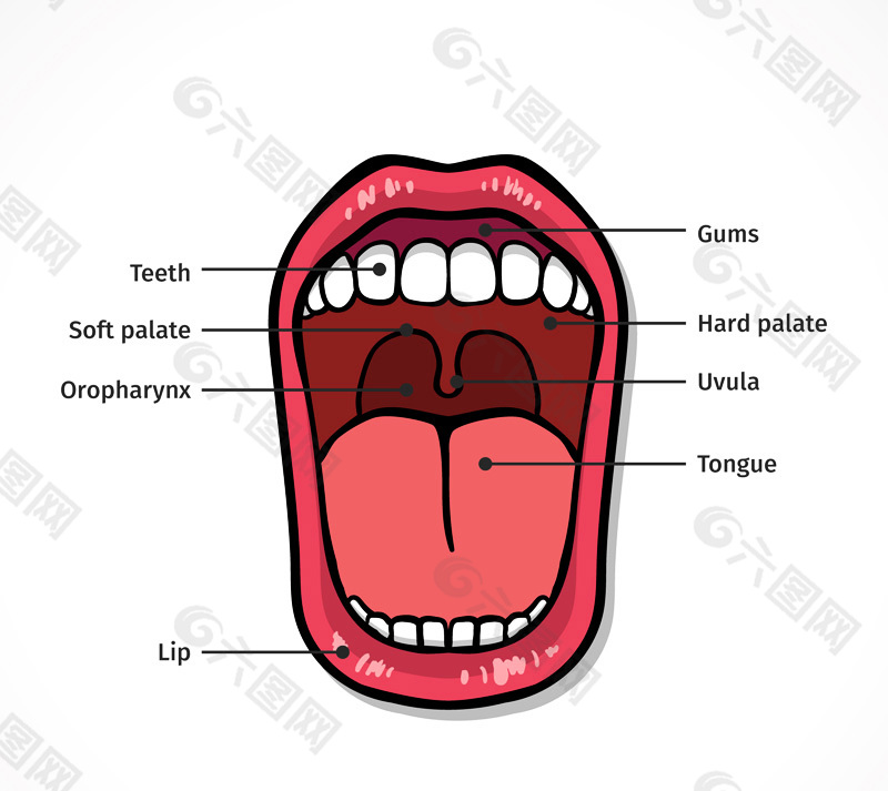 口腔結構圖矢量素材